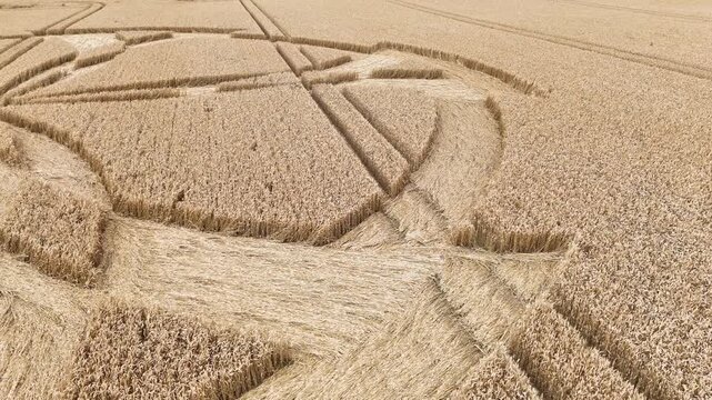 Badbury rings crop circle aerial view low over rural flattened wheat agricultural field in Dorset