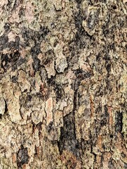 brown tree bark texture closeup