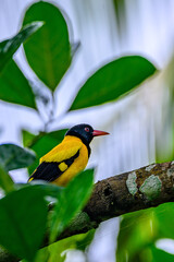 bird on a branch