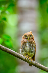owl on a branch