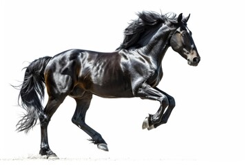 Fototapeta premium Black horse in rearing pose, standing up on hind legs isolated on white background