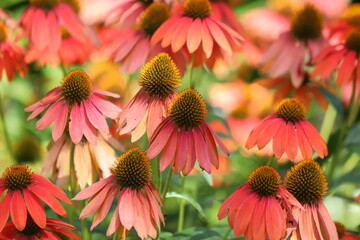 Echinacea, flower plant commonly known as coneflower.