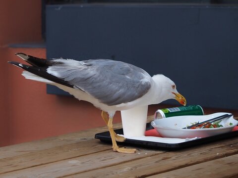 A seagull is perched on a terrace of a city bar, pecking at leftover food scraps. The presence of birds eating human food in public spaces is a growing problem in urban areas