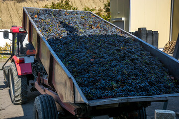 Harvesting grapes