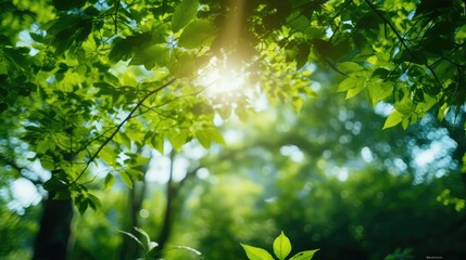 Fototapeta premium leaves blurry green background