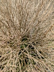 dried bush texture closeup