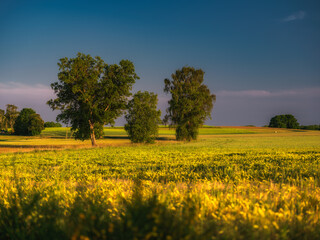 Obraz premium Letnie pole