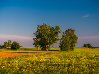 Letnie pole © Robert