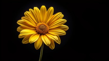 Yellow flower with symmetrical petals blooming on a black background, bloom, nature, symmetrical, elegant, plant, dark, wallpaper, contrast, background, design, beauty, floral, vibrant
