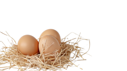 Eggs in straw on transparent background