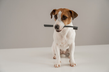 Jack Russell Terrier dog holds a toothbrush in his teeth. 