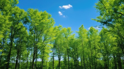 Fototapeta premium leaves green and blue background