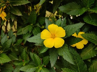 Yellow flower on the plant