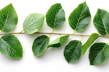 Naklejka premium Green Leaf Branch on White Background - Nature, Botany, and Environmental Concepts for Prints and Posters