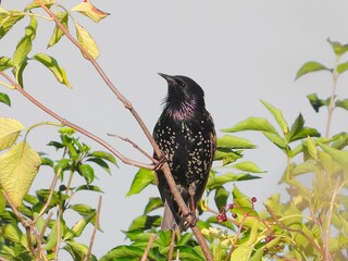 blackbird on a branch