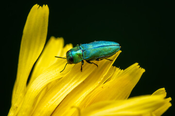 jewel beetle - Anthaxia nitidula, beautiful green metallic beetle from European meadows and grasslands, Zlin, Czech Republic.