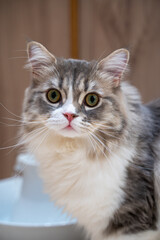 Cute Cat Animal Portrait Photo