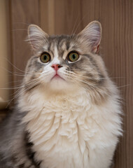 Cute Cat Animal Portrait Photo