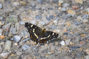 A Map butterfly resting on the ground