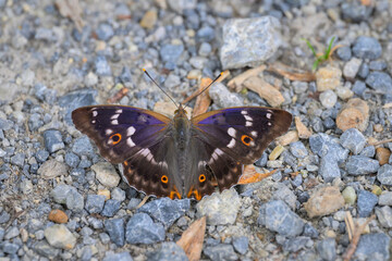A Lesser Purple Emperor butterfly resting on the ground