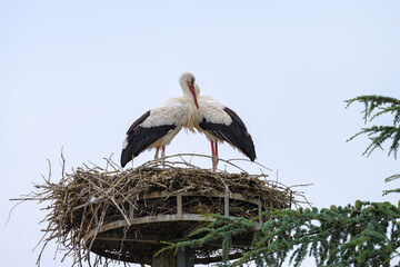 Two White Storks standing in the nest