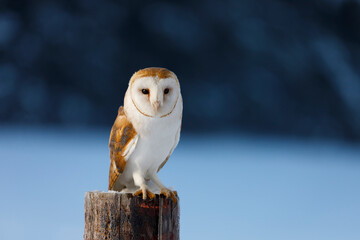 Owl in frosty morning. Barn owl, Tyto alba, perched on snowy fence at countryside. Beautiful bird...