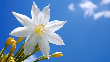 flower star of bethlehem