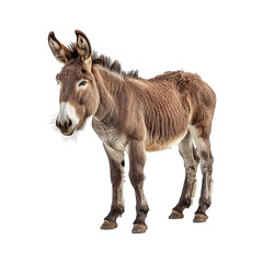 Obraz premium Donkey isolated on transparent background cutout PNG