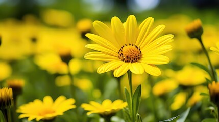Obraz premium daisy spring daisies
