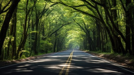 Obraz premium canopy long straight road