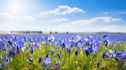 Obraz premium vibrant spring flowers blue sky