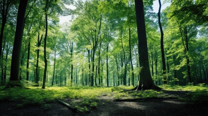 Obraz premium leaves trees blue sky