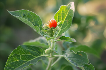 Natural Photo of Ashwagandha Plant