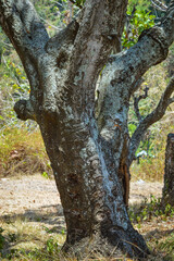 A solitary tree trunk, its textured bark etched by time, stands resiliently in the heart of an open field, embodying timeless endurance