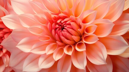 Fototapeta premium delicate pink and orange