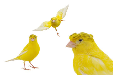 portrait canary isolated on white background