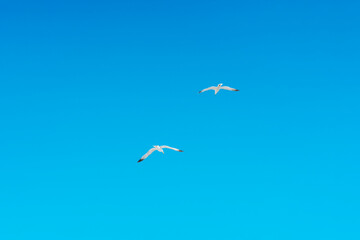 Pair of seagulls against the background of clear blue sky, freedom and the beauty of flight on a bright sunny day