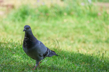 The beauty of pigeons in the park.