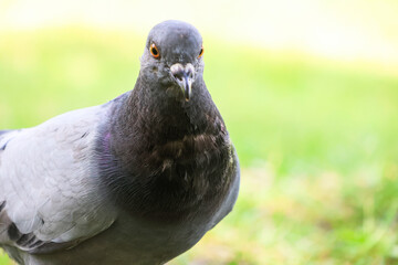 The beauty of pigeons in the park.
