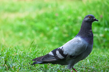 The beauty of pigeons in the park.