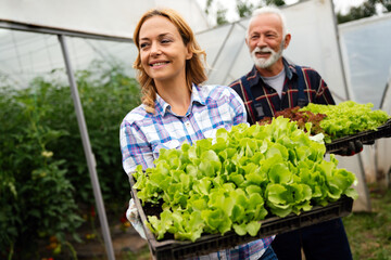 Farmer harvest or inspect farm products quality and fresh vegetables in greenhouse.