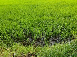 Paddy field in the morning