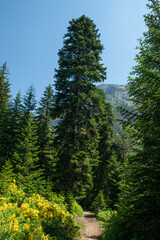 Magnificent Georgian Svaneti mountains. Streams flowing through Svaneti mountains and valleys. Svaneti mountains and streams. Magnificent Svaneti forests.