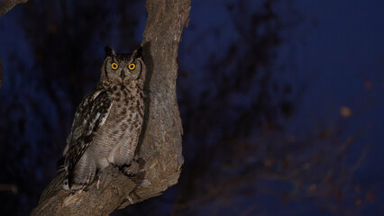 a spotted eagle owl at night