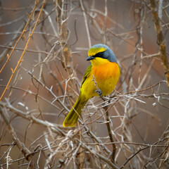an orange breasted bushshrike portrait