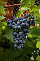 Bunches of red grapes