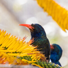 a green wood hoopoe feeding on the nectar of an aloe flower