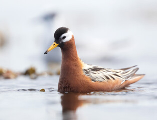 Female Grey [Red] Phalarope (Phalaropus fulicarius) in summer plumage, Iceland