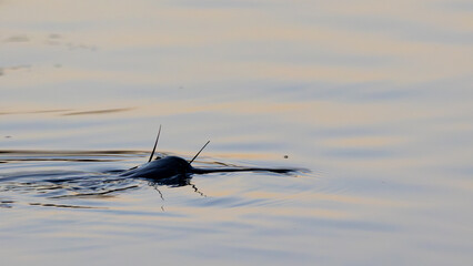 a catfish feeding on mosquitos on top of the water