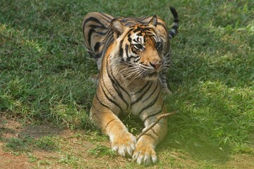 A Sumatran tiger sitting in the grass at noon